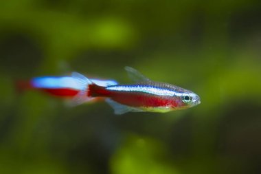 neon glow cardinal tetra, popular and easy to keep ornamental tropical dwarf cyprinid fish from Orinoco river basin, shallow dof and blurred background clipart