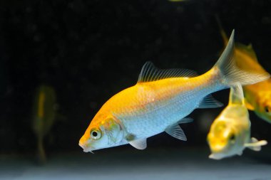 Koi akvaryumu, ticari su ticareti, Carassius akvaryumunda yüzen Carassius akvaryumu, düşük ışık tasarımı konseptinde popüler süs balığı.