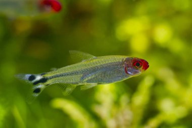 Rom burunlu tetra, narin cüce süs balığı, aktif ve komik evcil hayvan, doğa akvaryumunda saklanması kolay, acemi için iyi, sığ nokta, bulanık arka plan