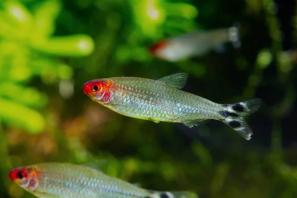 Rummy Nose Tetra School Rood Hoofd Tedere Dwerg Sier Vis — Stockfoto