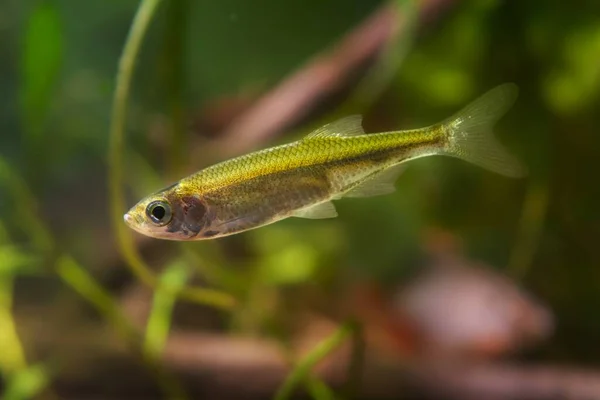 Zwerg Süßwasserfische Sonnenverwöhnt Schwimmen Biotop Aquarium Lustiges Und Anspruchsvolles Haustier — Stockfoto