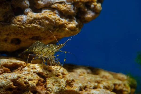 Кумедний Морський Біотопний Акваріум Palaemon Elegans Black Sea Biotope Aquarium — стокове фото