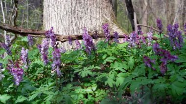 Menekşe dumanlı bitkiler, muhtemelen Corydalis solida, yumuşak rüzgarda hareket et, arka planda büyük ağaç gövdesi ahşap çayır, romantik ruh hali, makro film, ilkbahar uyanış eko-turizm konsepti