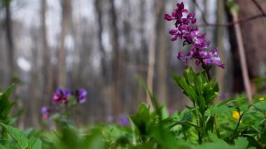 Duman otu bitkisi, muhtemelen Corydalis solida, hafif rüzgarda sallan ve hareket et, romantik ruh hali, güzel bokeh ile makro film, ilkbaharı uyandıran eko-turizm ve doğa keşfi kavramı