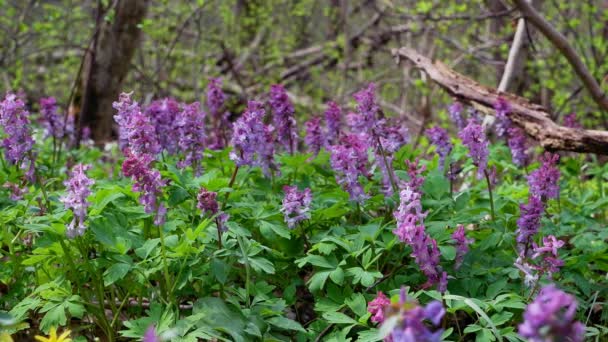 Plantas Fumewort Púrpura Posiblemente Corydalis Solida Mueven Viento Tierno Fabuloso — Vídeo de stock