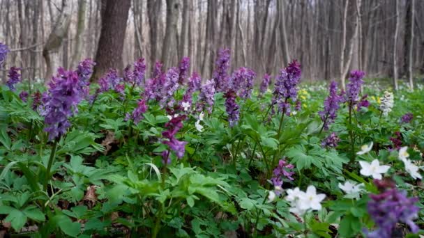 Forest Meadow Many Fumewort Plants Possibly Corydalis Solida Move Tender — Stock Video