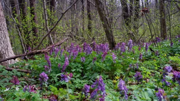 Fantastische Weide Met Violette Fumewort Planten Mogelijk Corydalis Solida Bewegen — Stockvideo