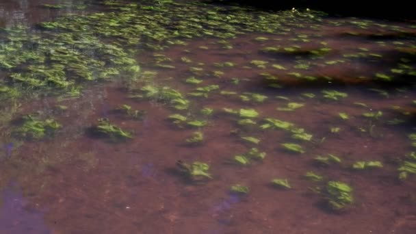 Водные Растения Желтой Водянистой Лилии Растут Мелководье Узкой Реки Рив — стоковое видео