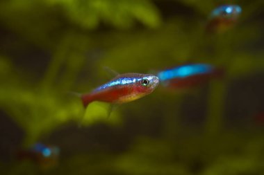 Neon ışıltısı kardinal tetra, düşük açık siyah su akvaryumunda yüzer, popüler ve süslemesi kolay tropikal cüce cyprinid balığı Orinoco nehir havzasından, sığ dof