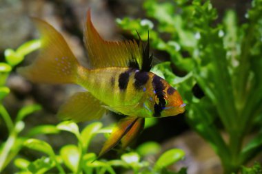 Ramirez 'in cüce cichlid' inin genç baskın erkeği gösteriş yapıyor, tatlı su cüce balığı doğal düşük ışık dizaynlı akvaryumda ekiliyor, bakımı kolay, yeni başlayanlar için dayanıklı popüler bir hayvan.