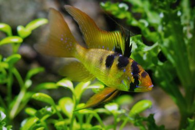 Ramirez 'in cüce cichlid' i, tatlı ve zeki çocuk tatlı su cüce balığı, düşük ışık dizaynlı doğal akvaryum, bakımı kolay, yeni başlayanlar için dayanıklı popüler bir hayvan.