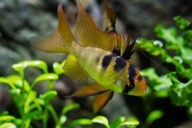 Ramirez 'in cüce cichlid' inin genç baskın erkeği, düşük ışık dizaynlı tatlı su cüce balığı akvaryumu, bakımı kolay, yeni başlayanlar için dayanıklı popüler hayvan, konsept araştırması.