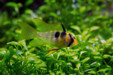 Ramirez 'in cüce cichlid' i, nadir ve benzersiz çocuk tatlı su cüce balığı, düşük ışık dizaynlı doğal akvaryum, bakımı kolay, yeni başlayanlar için dayanıklı popüler bir hayvan.