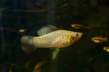 Yucatan Molly, Meksika 'dan gelen vahşi bir tatlı su süs eşyası türü, aktif ve meraklı, doğal hayvan dükkanı akvaryumunda yetişkini tutmak kolay, karanlık arka plan, yeni başlayanlar için popüler bir hayvan.