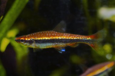 Yetişkin erkek kalem balığı, popüler evcil hayvan biyonik tasarım akvaryumunda yaşar. Kahverengi bronzlaşmış suyla loş ışık, Rio Negro 'ya özgü süslemeli siyah su balığı, doğanın dengesi ve korunması.