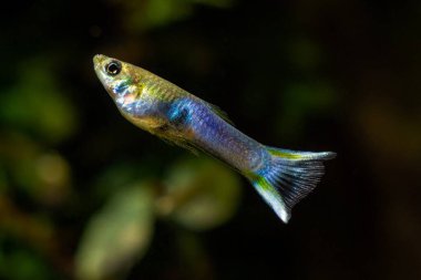 Neon parlayan tatlı su cüce balığı, büyük renksiz kuyruklu genç erkek, popüler ve dayanıklı türler yeni başlayanlar için, açık alan bulanık arka plan