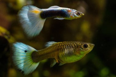 Yetişkin erkek, büyük renkli kuyruklu dişi, yumurtlama dönemi davranışı, neon parlayan tatlı su cüce balığı, yeni başlayanlar için popüler ve dayanıklı türler, açık alan koyu arka plan bulanık