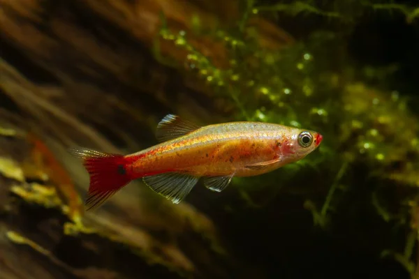 Golden Breed White Cloud Mountain Minnow Relaxed Swim Dwarf Coldwater — Stock Photo, Image
