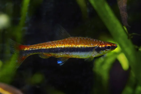 大人のペンキ魚 人気とビオトープデザイン水族館でペットを維持するのは簡単 茶色のタンニン染色水と薄明かり ネグロに固有の観賞用黒水魚 バランスと自然保護 — ストック写真