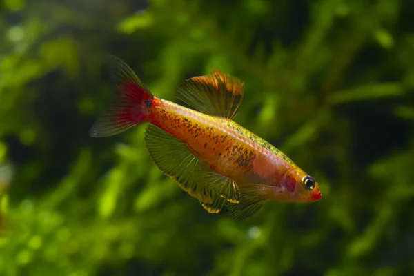 Dominant Male Aggressive Pose Golden Breed White Cloud Mountain Minnow — Stock Photo, Image