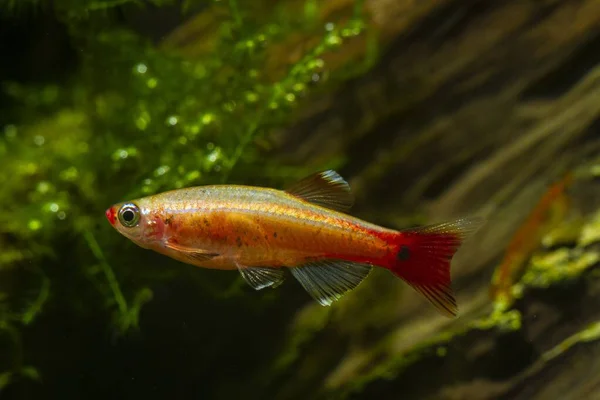 Gyllene Ras Vita Moln Berg Minnow Unga Exemplar Dvärg Kallvatten — Stockfoto