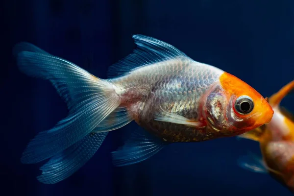 young red cap goldfish, rare white coloration with red head artificial breed, popular commercial mutation of wild Carassius auratus, comet-like long tail ornamental fish in pet shop aquarium