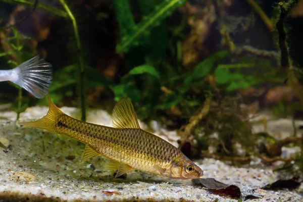 동아시아의 공격적 난쟁이 물고기인 마우스 Topmouth Gudgeon 자연적 행동을 원소를 — 스톡 사진