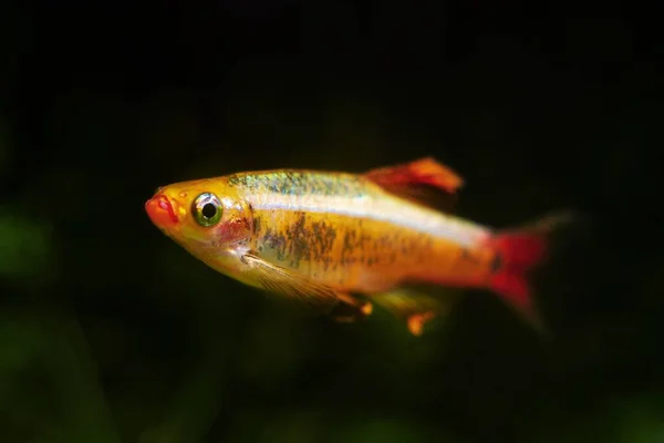 Golden Breed White Cloud Mountain Minnow Healthy Dominant Male Dwarf — Stock Photo, Image