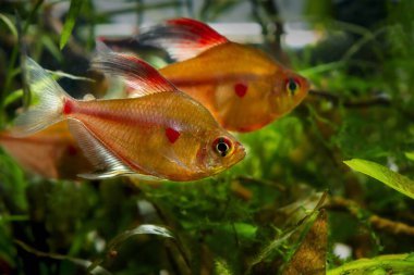 Üreme renklerinde kanayan kalp tetrası olan genç erkek, siyah sularda yaşayan vahşi Rio Negro endemik balığı çay renkli suyla akvaryum ekti, egzotik türler sadece deneyimli akvaryumcular için.