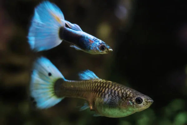 pregnant female of freshwater dwarf guppy fish, male with big blue tail courtship, popular and hardy enduring species for beginners, free space dark blurred background, colorful neon glowing breed