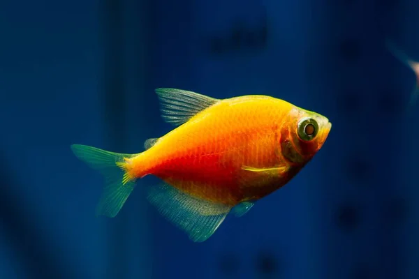 Lys Oransje Neon Glødende Ung Glofish Petticoat Tetra Populær Kunsthandelsrase – stockfoto