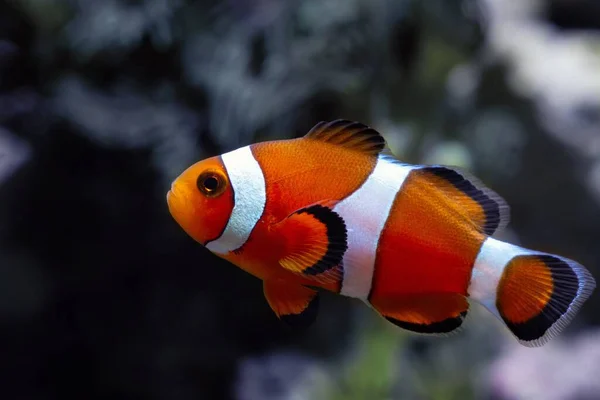 young ocellaris clownfish, healthy and active animal swim in strong current in nano reef marine aquarium, popular, hard to keep pet on beautiful blurred background, expensive hobby for experienced aquarist