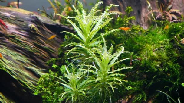 Mooie Driftwood Aquarium Ontwerp Met Oranje Nano Sakura Garnalen Java — Stockvideo