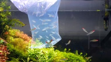 Rummy-nose tetra sıcaklığı plastik nakliye torbasında alışma, yeni ekilmiş Hollanda tarzı tatlı su akvaryumu, sağlıklı bitkiler su burnu tasarımı, genç cüce balık sürüsü okul davranışları.