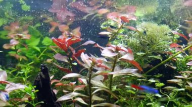 Hollanda usulü tatlı su akvaryumunun detayları, sağlıklı bitkiler hava kabarcıkları olan suda oksijen üretir ryoboku doğa Amano aquascape tasarımı, mavi sakura Neocaridina karides temiz yosun yaprakları