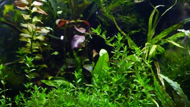 水生植物在明亮的Led灯光下 在有气泡的水中产生氧气 种植杜奇式淡水水族馆的细节 水生植物的天野水景设计 深色背景 — 图库视频影像