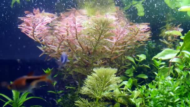 栽种杜奇式淡水鱼水族馆的细部 健康的植物在水中产生氧气 具有气泡的天然天野水景设计 深色背景的模糊鱼 浅水深的田野 — 图库视频影像