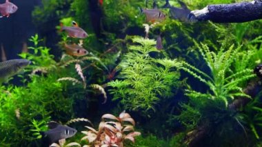 Gümüş uçan tilki, Serpae tetra, pembe tetra, genç cüce balığı sürüsü doğal davranışlar sergiliyor, Hollanda usulü tatlı su akvaryumu, sağlıklı bitkiler ryoboku aquascape tasarımı, koyu sırt.