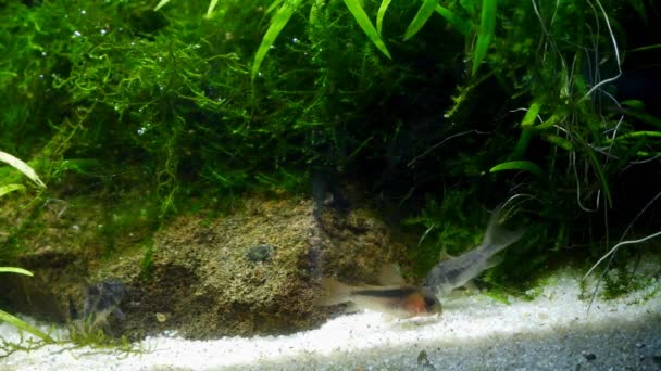 Especies Bagre Corydoras Búsqueda Alimentos Arena Blanca Limpia Sustrato Inferior — Vídeos de Stock