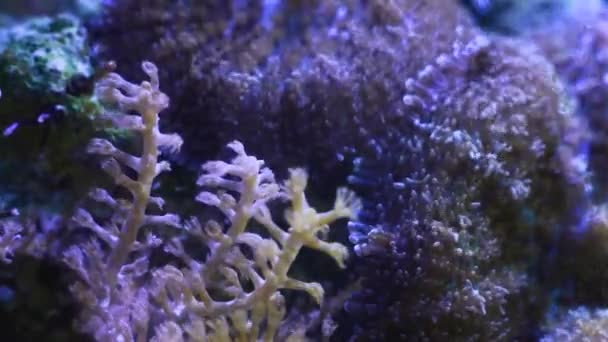 Rama Gorgoniana Grube Corales Blandos Coloniales Sésiles Mueven Tentáculos Fuerte — Vídeos de Stock