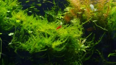 Kırmızı kirazlı Neocaridina karidesi doğal davranış ve temiz java eğreltiotu dalları, serpae tetra, ekilmiş Hollanda usulü tatlı su akvaryumunun ayrıntıları, ryoboku aquascape 'de yetişen sağlıklı bitkiler, koyu sırt