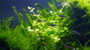 Hollanda usulü tatlı su akvaryumunda siyah neon tetra sürüsü, java eğreltiotu, parlak LED ışıkları altında canlı renkler, ryoboku aquascape 'de sağlıklı su bitkileri yetişir, koyu arkaplan