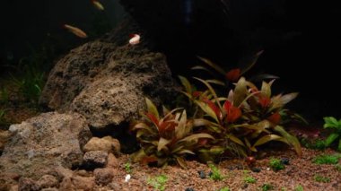 Düşük ışık, taşlı ve substratlı iwagumi tarzı ekosistem, alternatif bitkiler, barışçıl bulanık balık, beyaz bulut dağı, akvaryum tasarımı ayrıntıları, huzurlu rahatlama.