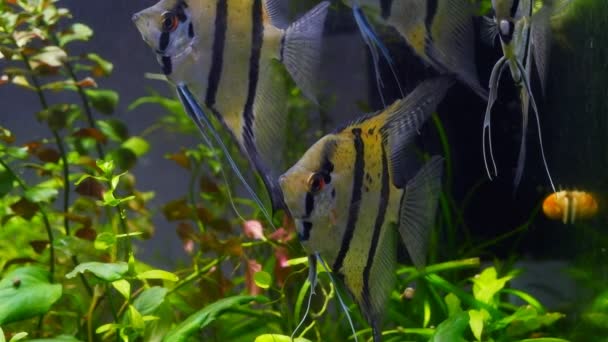 低光下种的奇异成年天使鱼 体形高大的奇异生物的细节 平静的放松 畅销的观赏鱼 宠物店 — 图库视频影像