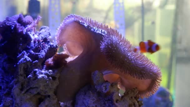 Sarcophyton Glaucum Bergerak Capitulum Frag Dalam Aliran Air Yang Kuat — Stok Video