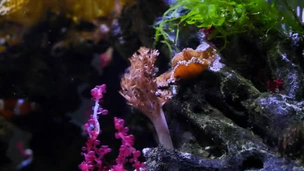 肯尼亚树上的珊瑚在强电流中移动带有息肉的枝条 有橙色踏板的地毯海葵 活岩石鹅卵石上有红绿的健康海藻 在阳起神落的Led灯光下流行的宠物光芒 — 图库视频影像