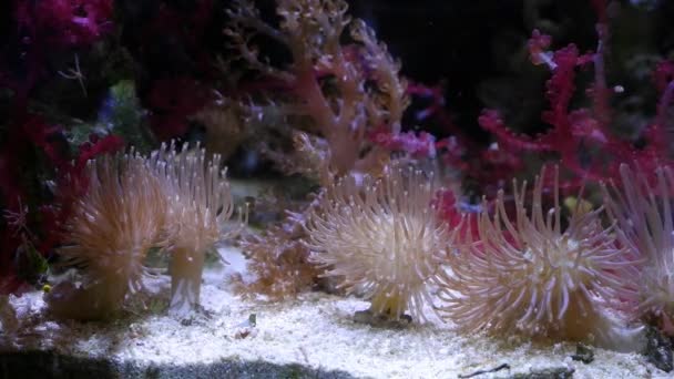 Sarcophyton Glaucum Healthy Animal Small Frags Sand Bottom Strong Water — Video