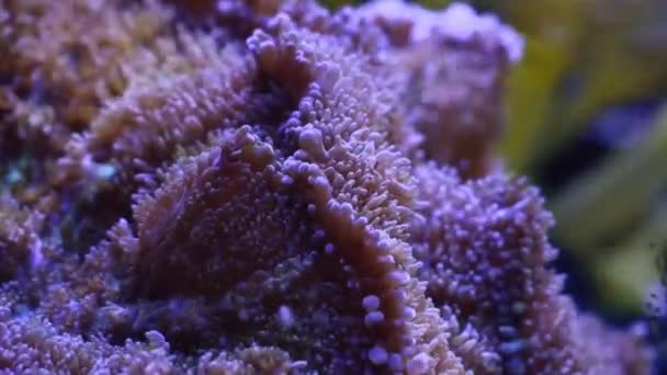 Grande Disco Pedale Viola Con Piccoli Tentacoli Anemone Tappeto Muovono — Video Stock