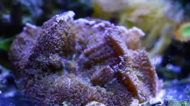 Anemone Tappeto Con Grande Disco Pedale Viola Spostare Piccoli Tentacoli — Video Stock