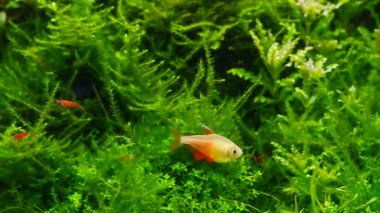 Güzel bir tatlı suda yemyeşil yosun tropikal ryoboku aquascape detayı, aktif pembe tetra doğal davranışı gösteriyor, Amano stili Flaman doğa akvaryumu parlak LED ışığı, profesyonel akvaryum